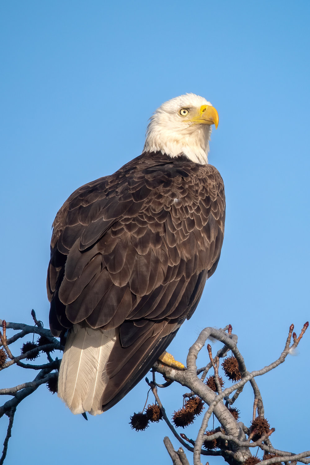 A mature bald eagle peers over its wing at Lake Fork. Volunteers recently completed the annual bald eagle count.